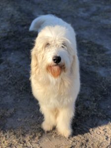 Picture of an English Golden Doodle